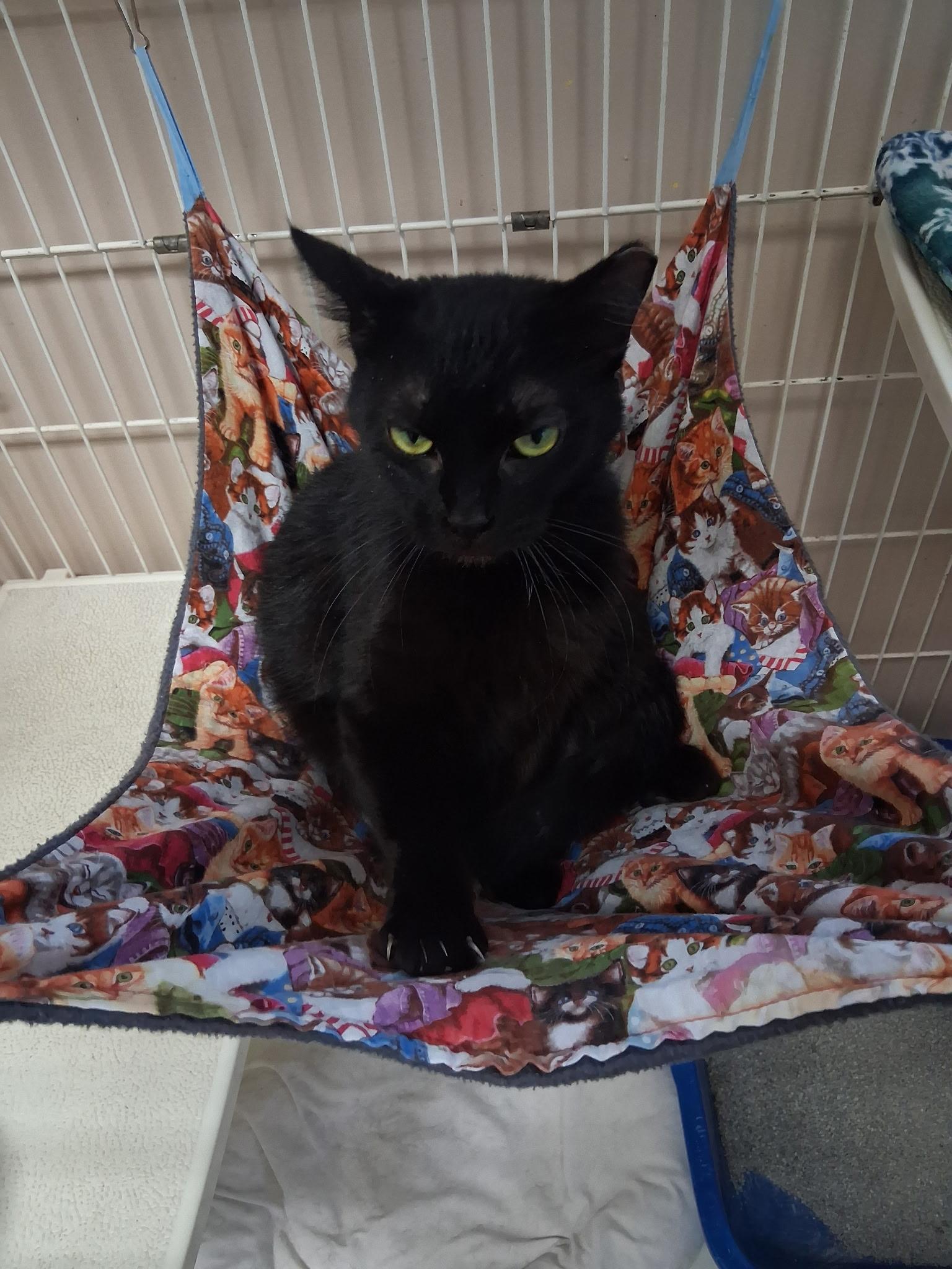 Enlarge Wiggles, a ADOPTABLE Domestic Short Hair in Lapeer, MI image 3/5
