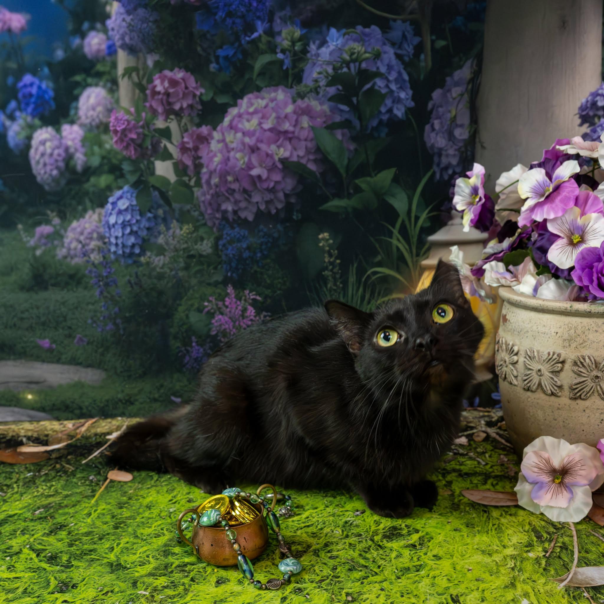 Enlarge Wiggles, a ADOPTABLE Domestic Short Hair in Lapeer, MI image 1/5