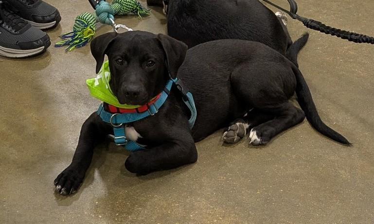 Jesse, Adoptable, Young Male Mixed Breed.