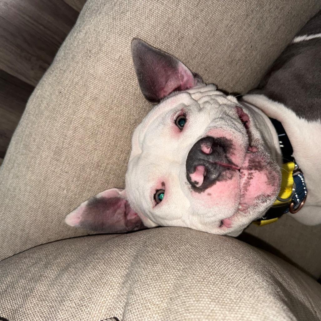 Cash, Adoptable, Adult Male Pit Bull Terrier & Mixed Breed.