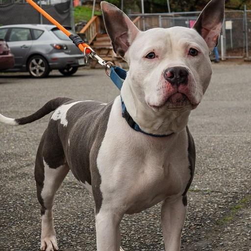 Enlarge Cash, a Adoptable mixed breed in Tacoma, WA image 2/3
