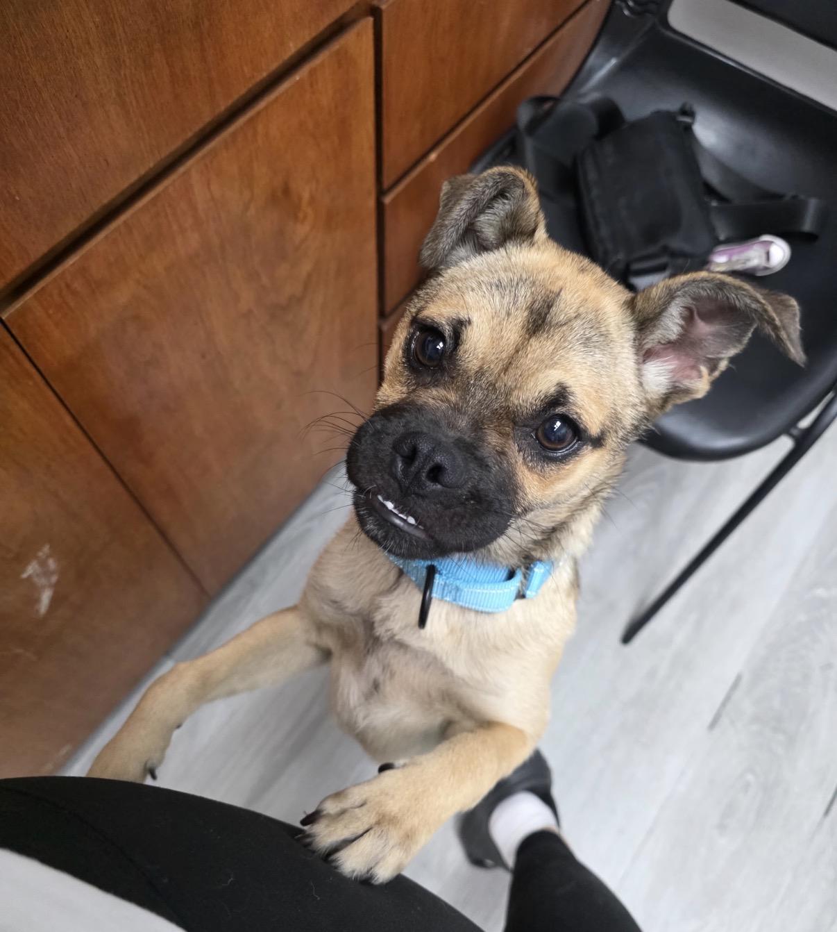 Shrek , an adopted mixed breed in Tarzana, CA image 1/4