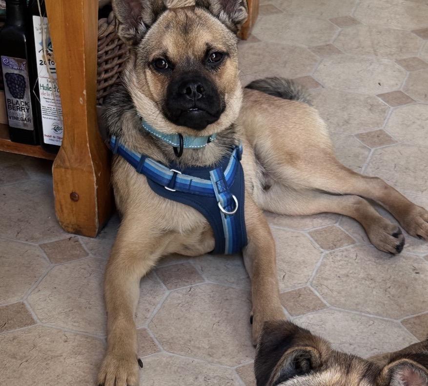 Shrek , an adopted mixed breed in Tarzana, CA image 3/4