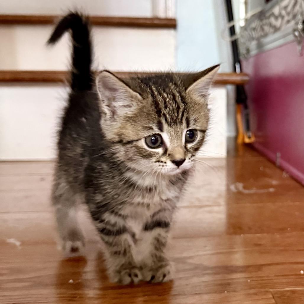 Eleven, Adoptable, Kitten Female Domestic Short Hair.