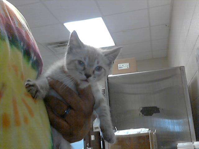 KAZION, Adoptable, Young Male Domestic Short Hair.