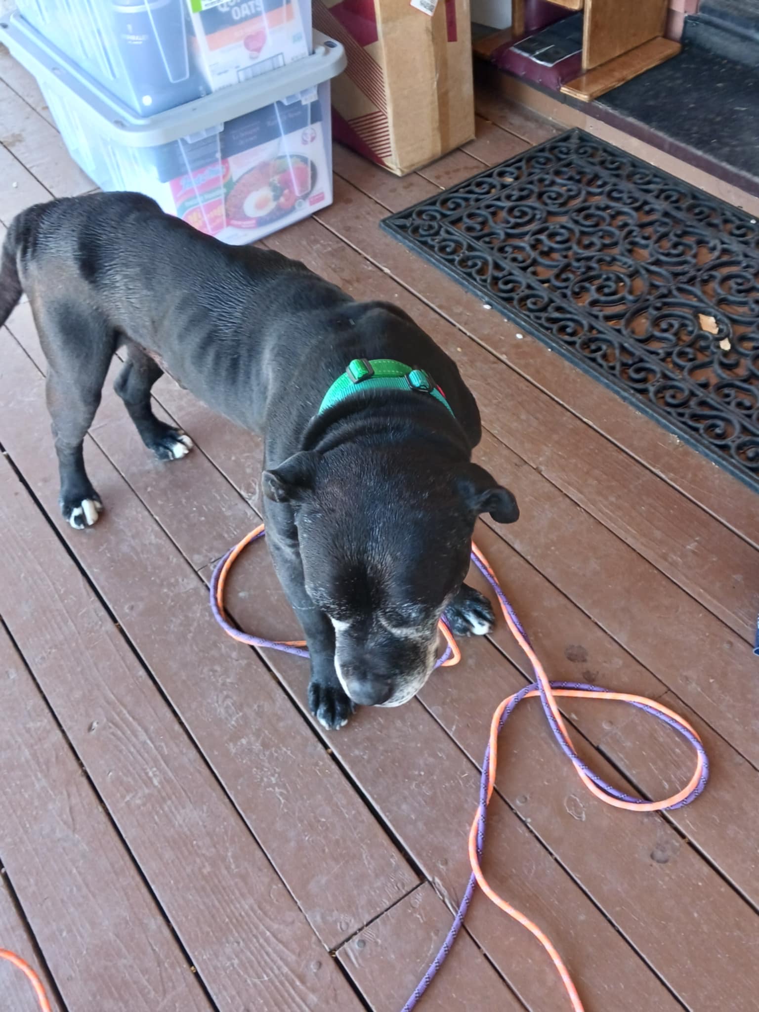 Enlarge Drake, a Adoptable mixed breed in Ione, CA image 4/5