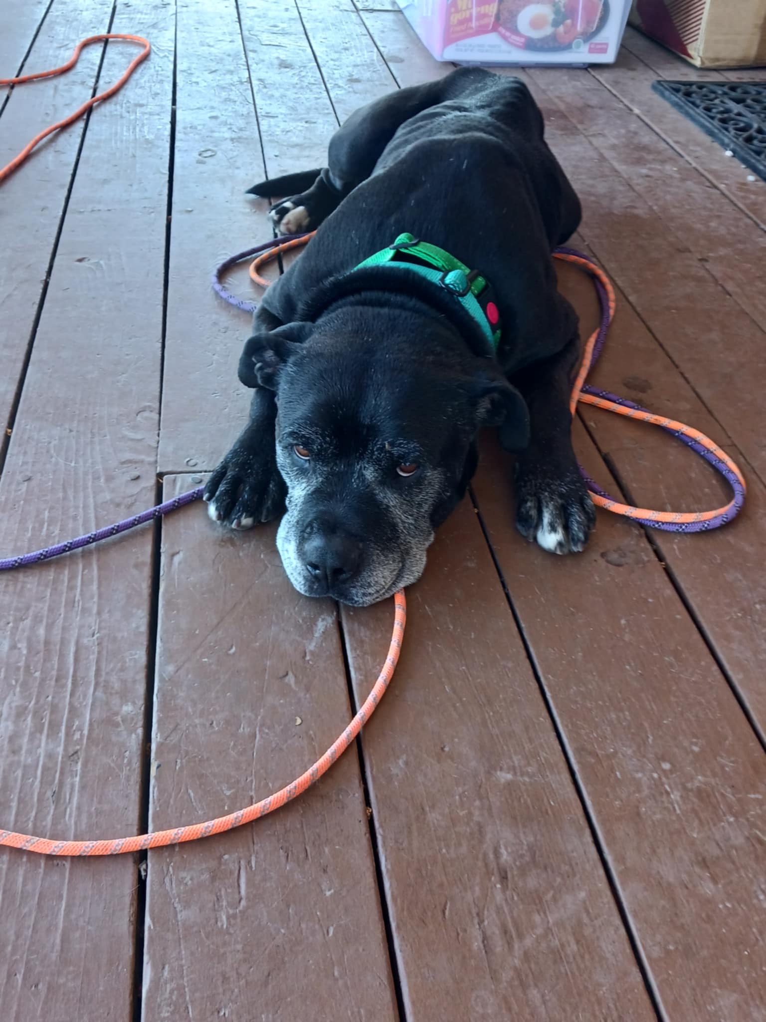 Enlarge Drake, a Adoptable mixed breed in Ione, CA image 2/5