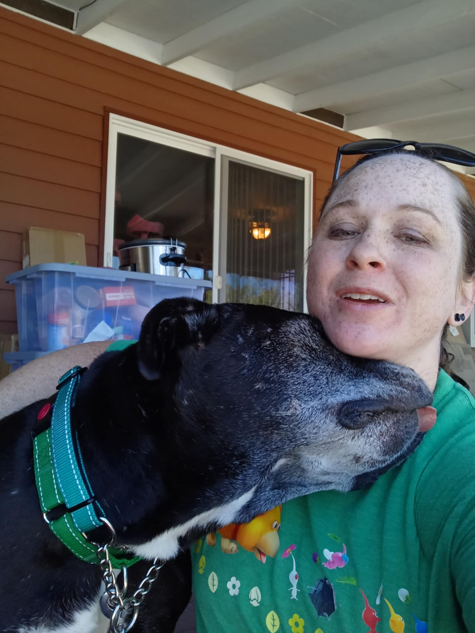 Enlarge Drake, a Adoptable mixed breed in Ione, CA image 5/5