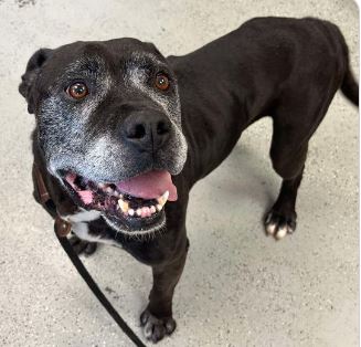 Enlarge Drake, a Adoptable mixed breed in Ione, CA image 1/5