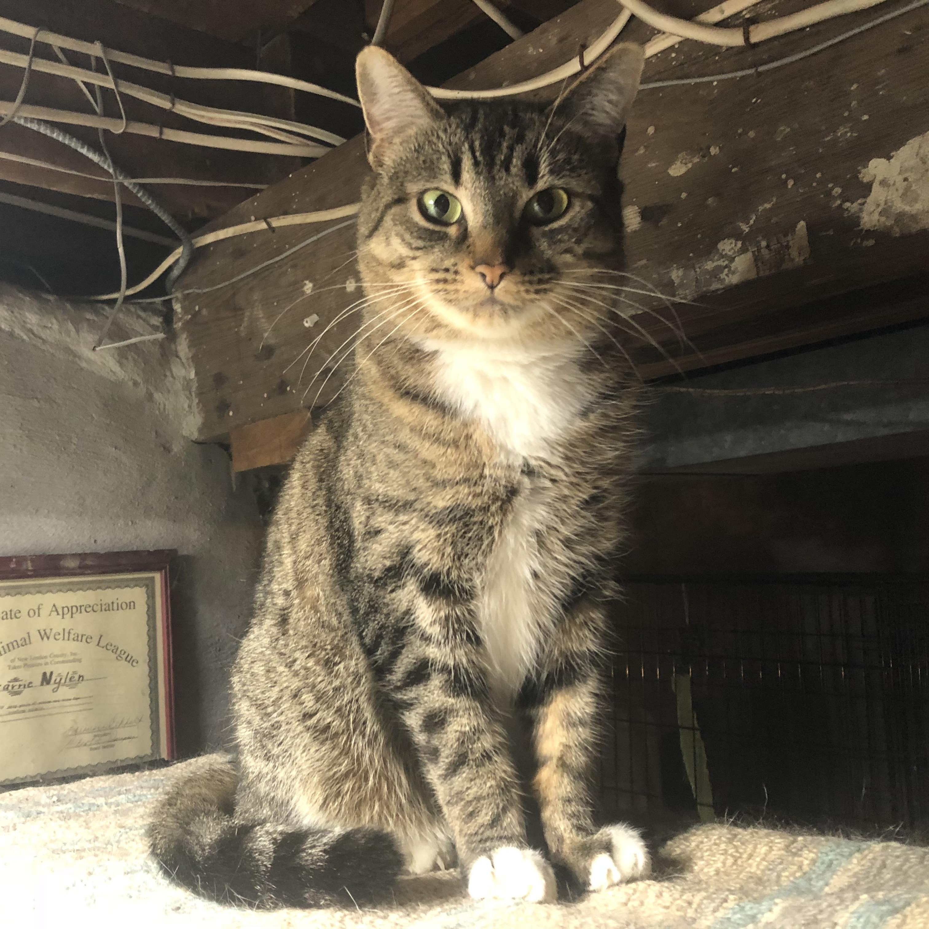 Willa, ADOPTABLE, Senior Female Domestic Short Hair.