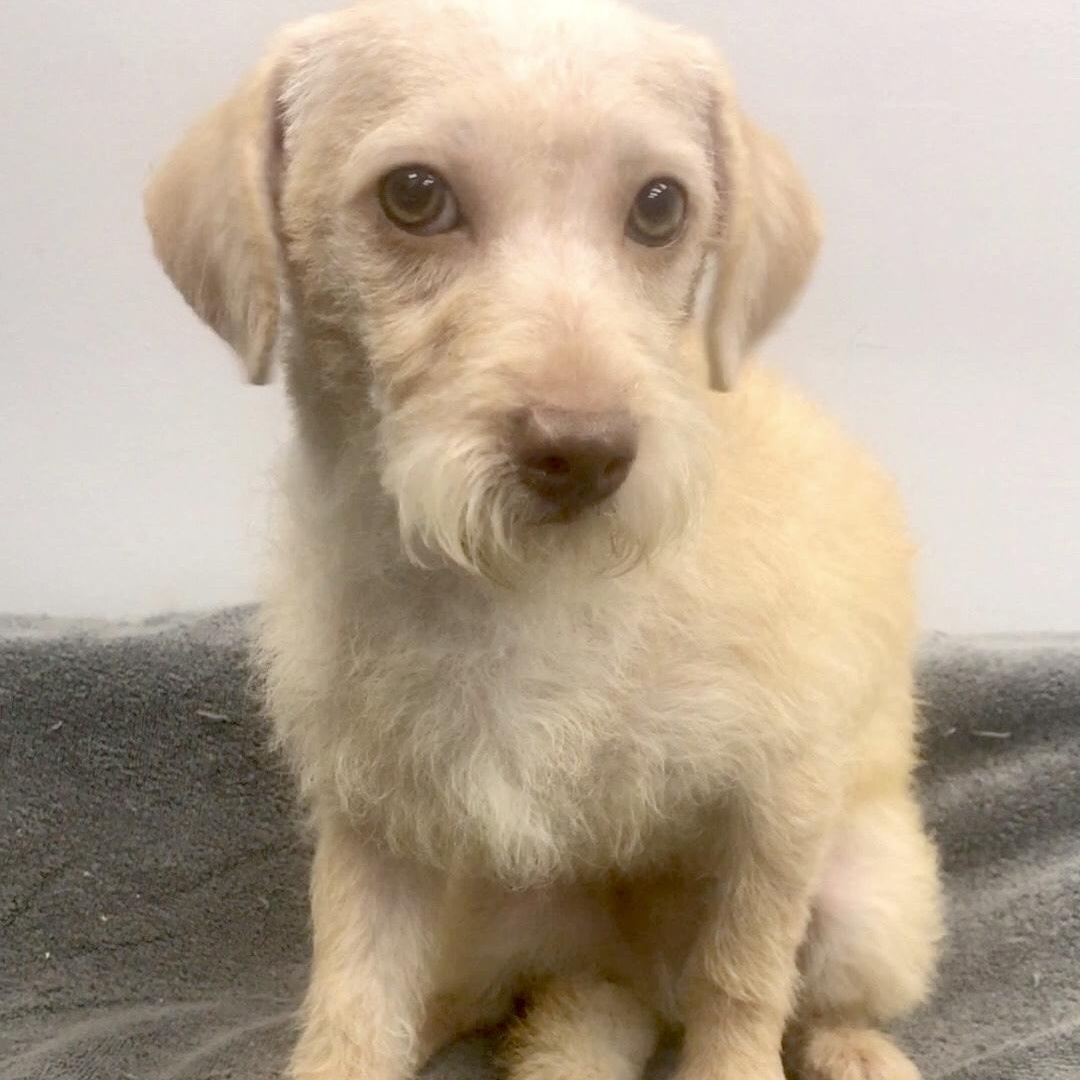 Jacob, Young Male Poodle
