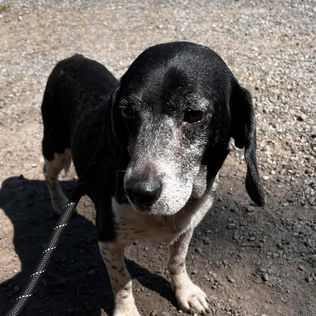 Henderson, Adoptable, Senior Male Beagle.