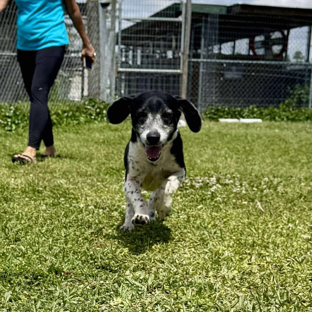 Enlarge Henderson, a Adoptable Beagle in Jacksonville, FL image 3/3
