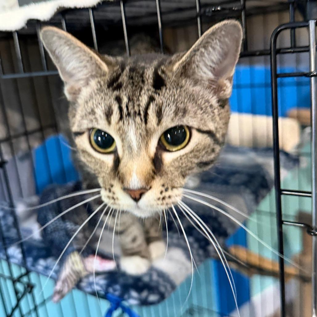 Luna Noelle, Adoptable, Adult Female Domestic Short Hair.