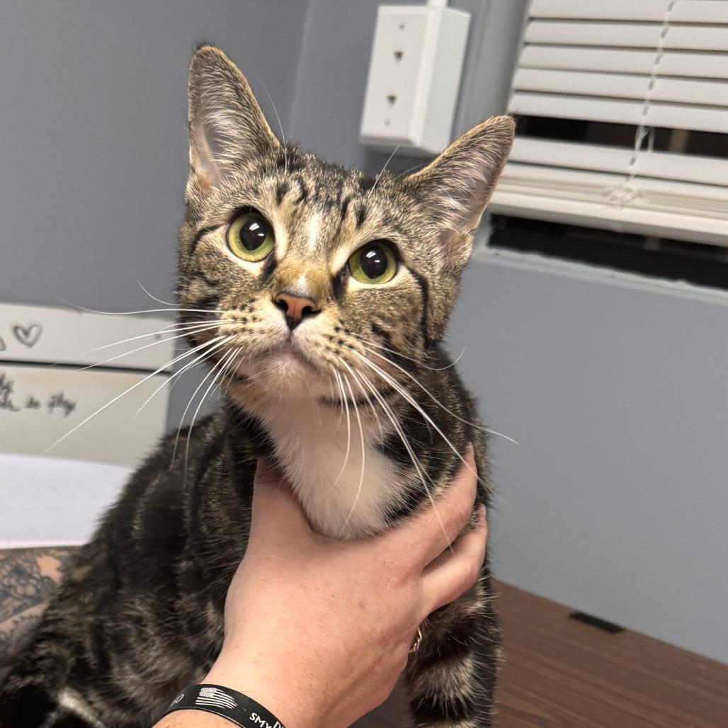 Enlarge Luna Noelle, a Adoptable Domestic Short Hair in Marion, VA image 2/3