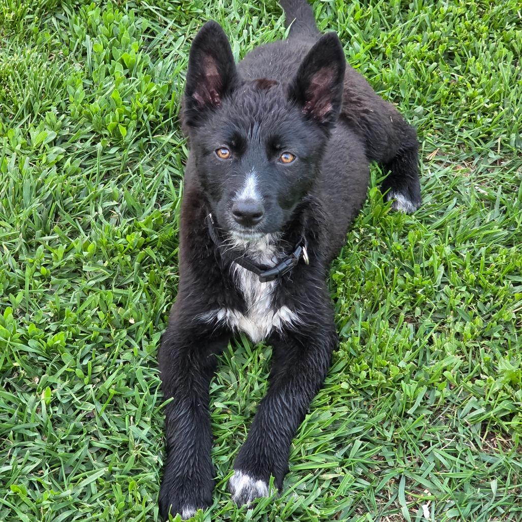 Scarlett, a ADOPTABLE Husky in Crookston, MN image 1/3