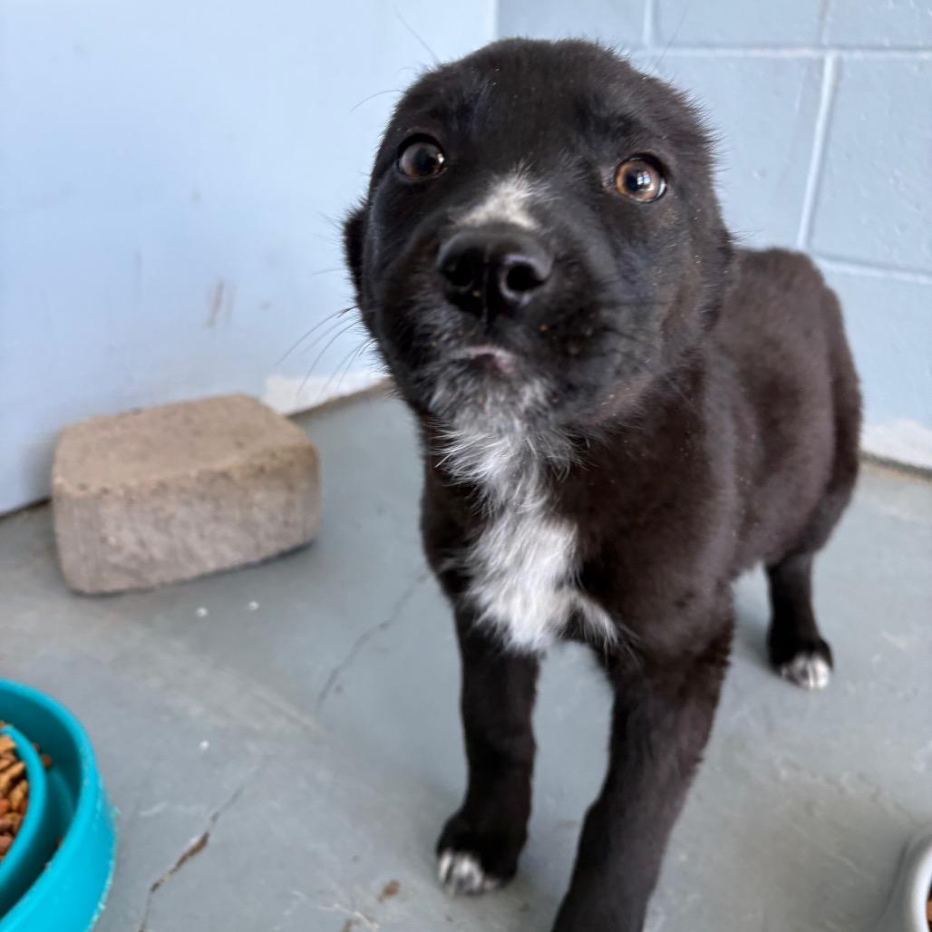 Enlarge Scarlett, a ADOPTABLE Husky in Crookston, MN image 1/2