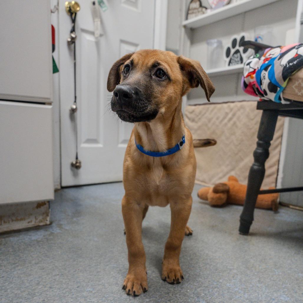 Hobbes, Adoptable, Puppy Male German Shepherd Dog.