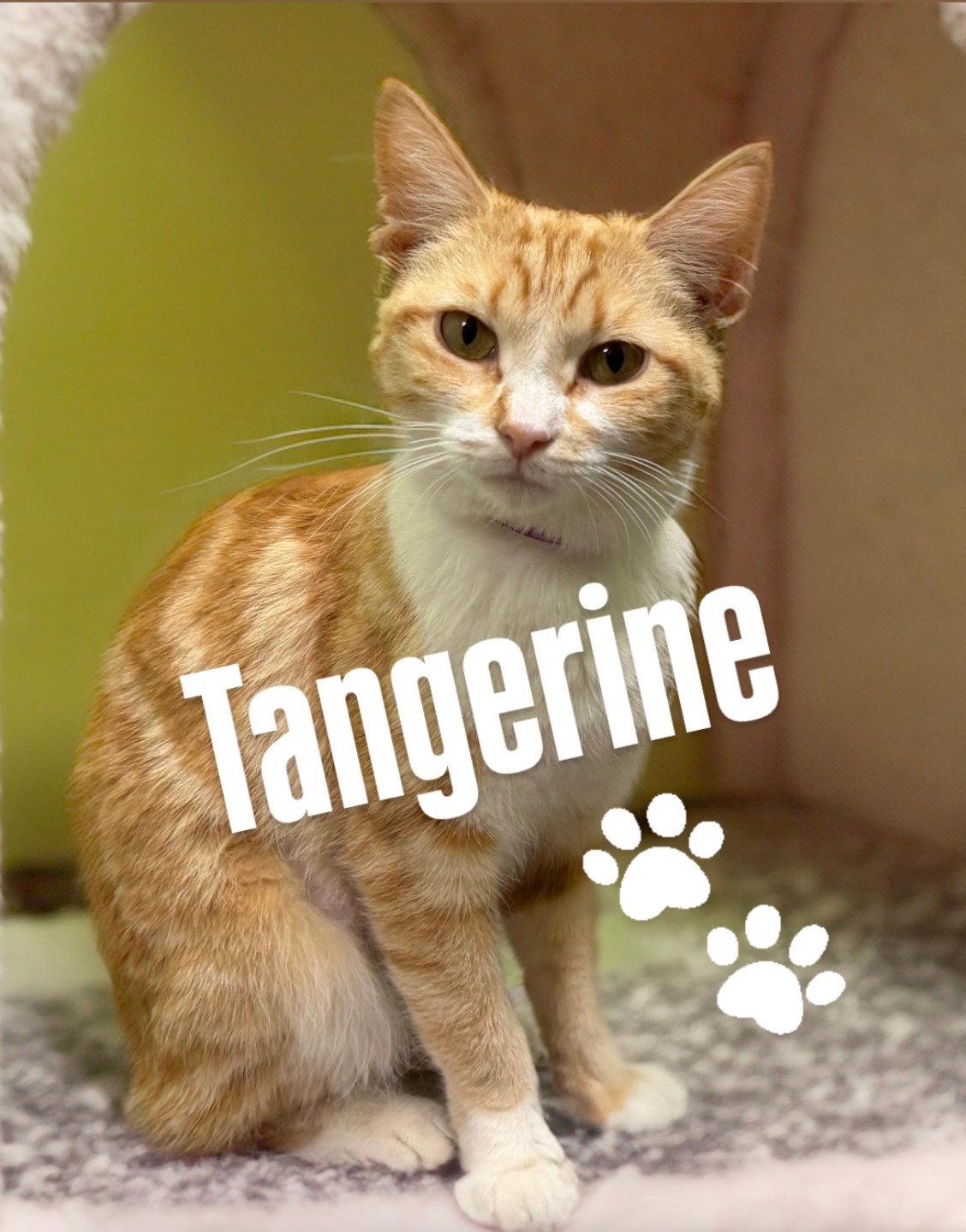 Tangerine, Adoptable, Young Male Domestic Short Hair.