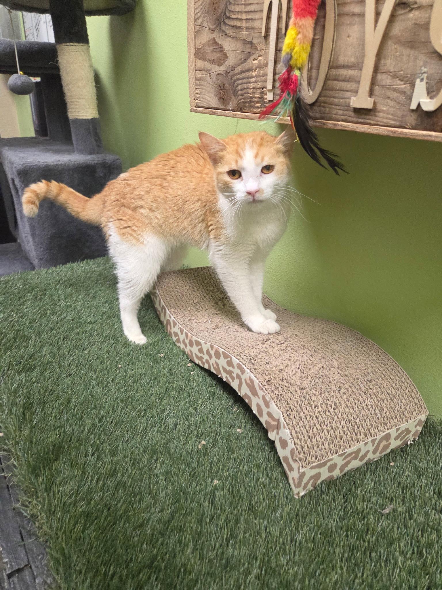 Enlarge Tangerine, a Adoptable Domestic Short Hair in Chandler, AZ image 2/2