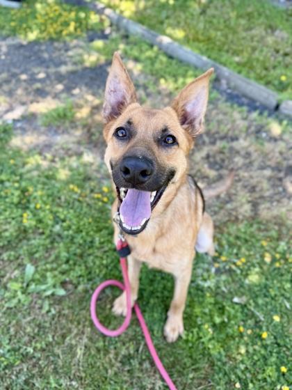Russel, adopted, Adult Male German Shepherd Dog.
