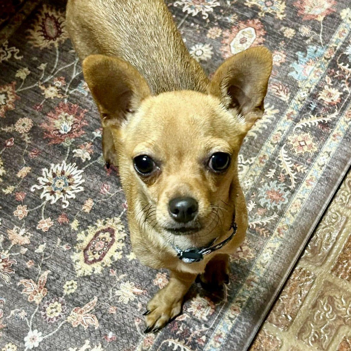 Enlarge Rex, a Adoptable mixed breed in Mead, CO image 1/4