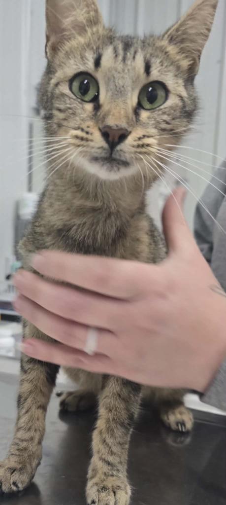 Lola, Adoptable, Kitten Female Domestic Short Hair.