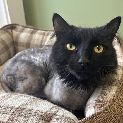 MacGyver, Adoptable, Adult Male Domestic Long Hair & Domestic Short Hair.