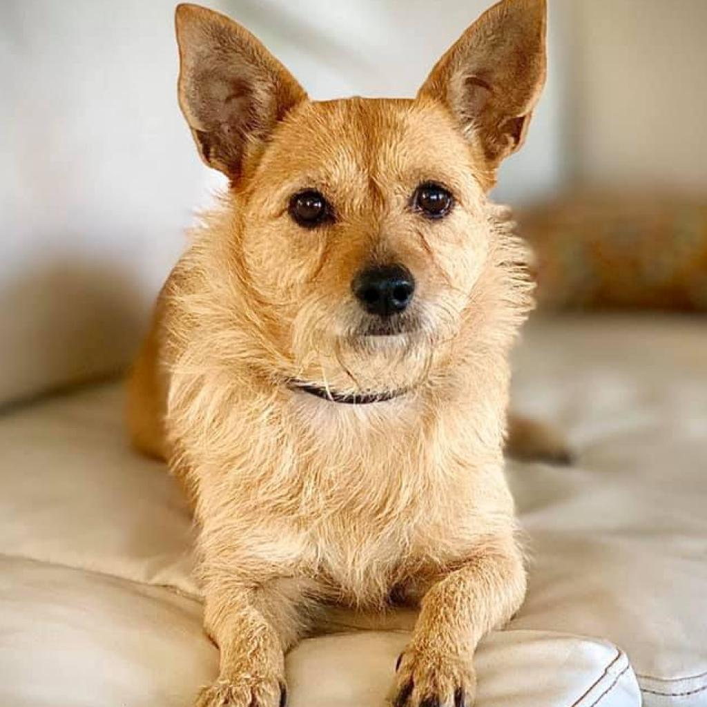 Enlarge Pfeiffer, a Adoptable mixed breed in Houston, TX image 1/1