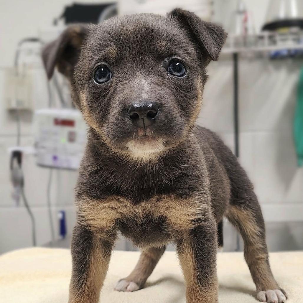 Maisie, Adoptable, Puppy Female Pit Bull Terrier & Hound.