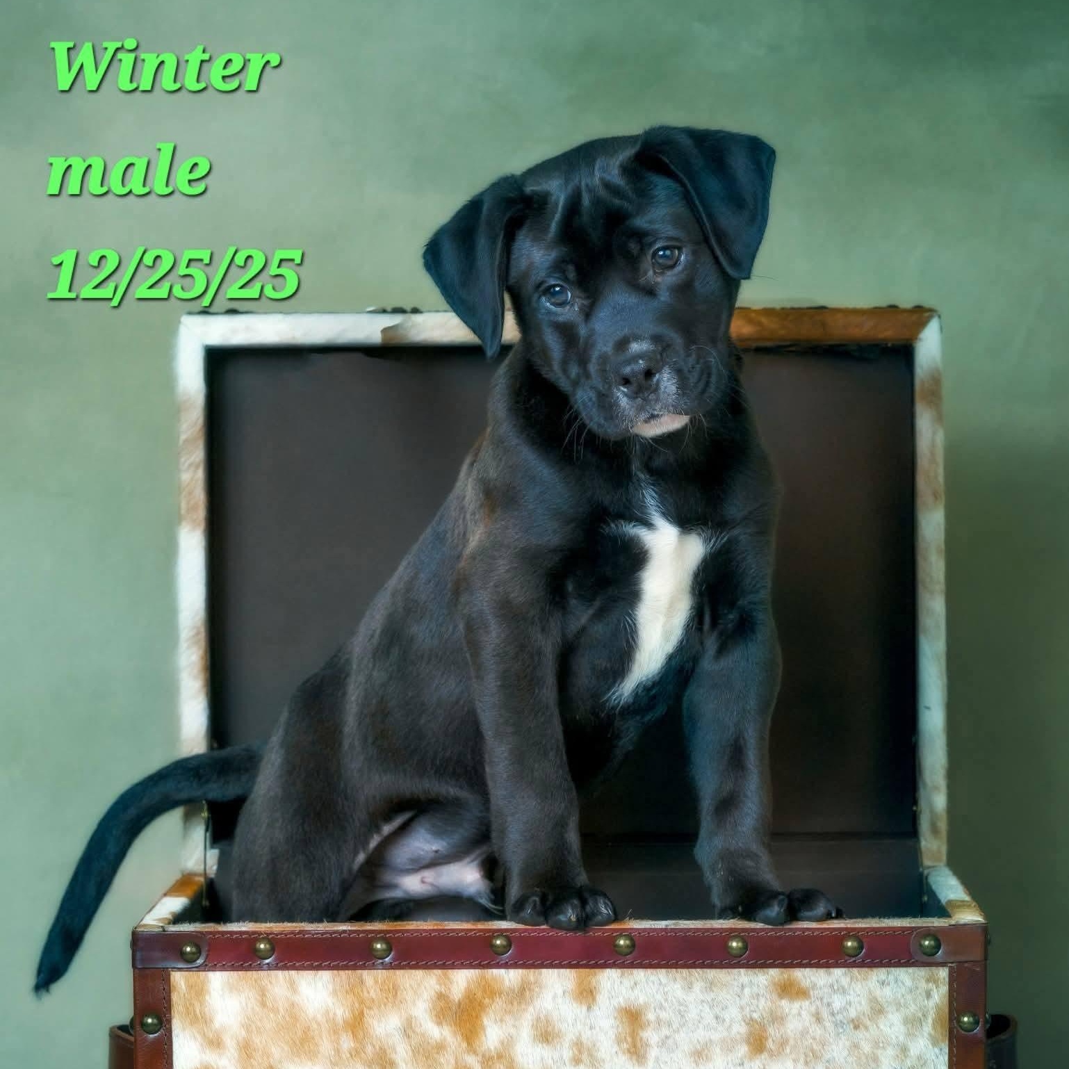 Winter, adopted, Puppy Male Presa Canario & Pit Bull Terrier.