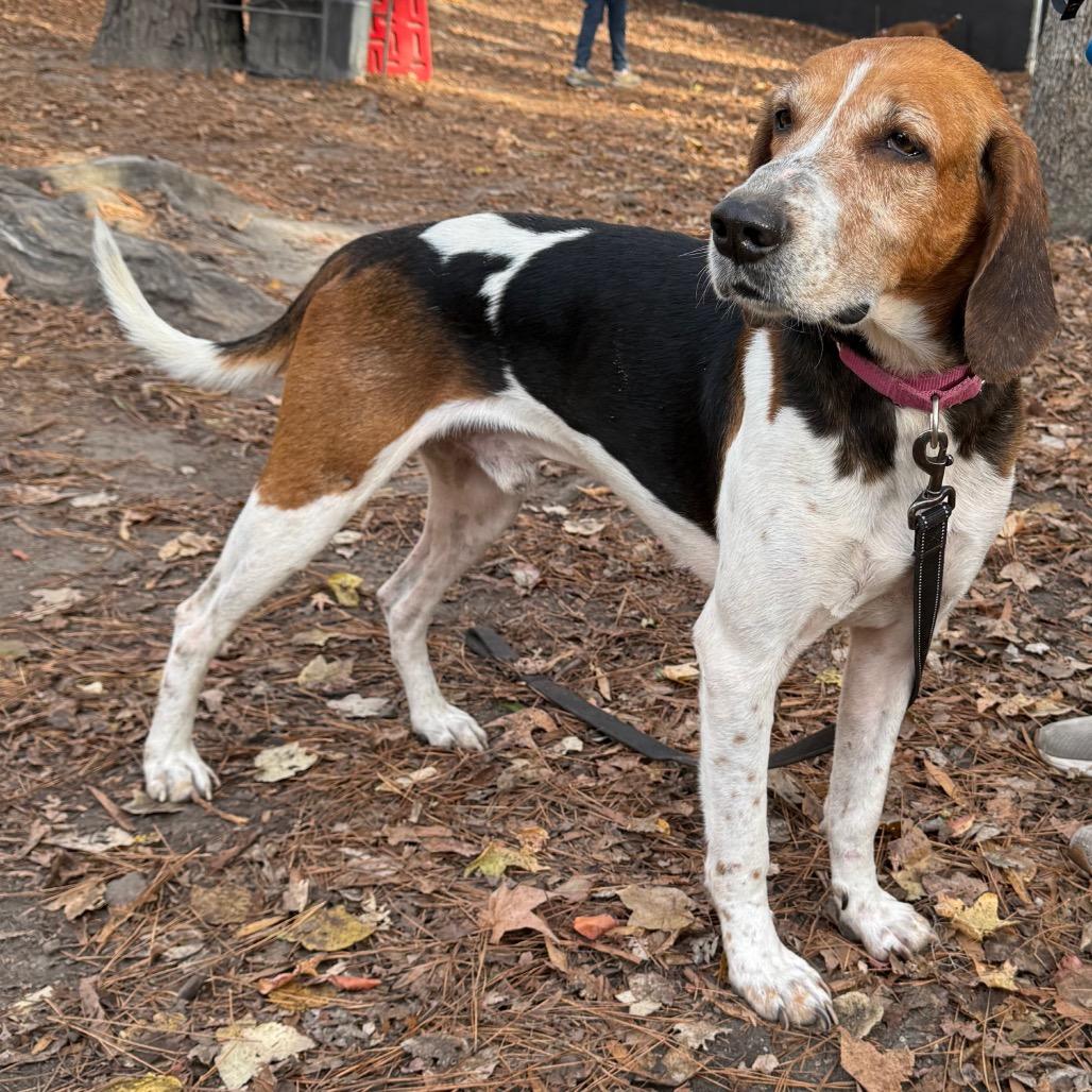 Ferguson, Adoptable, Senior Male Hound.