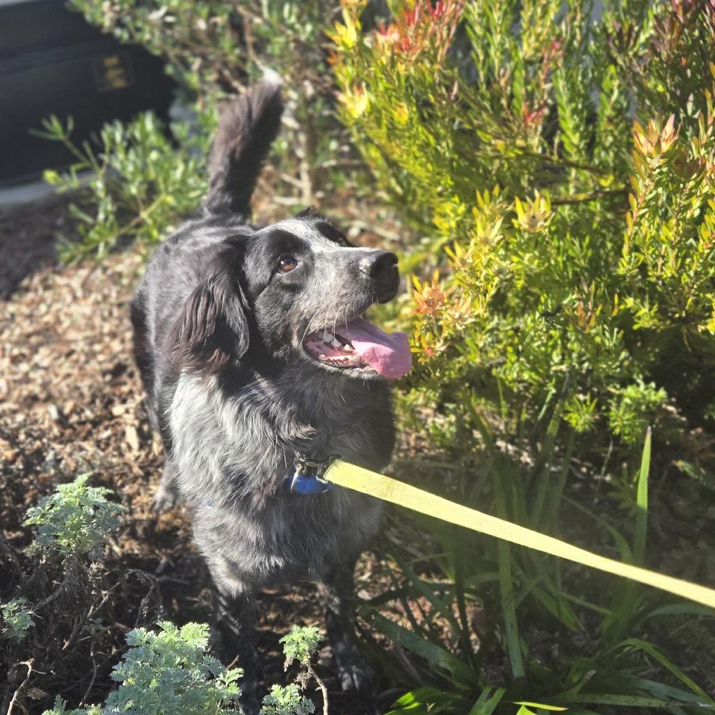 Ophelia Dupont, Adoptable, Adult Female Mixed Breed.