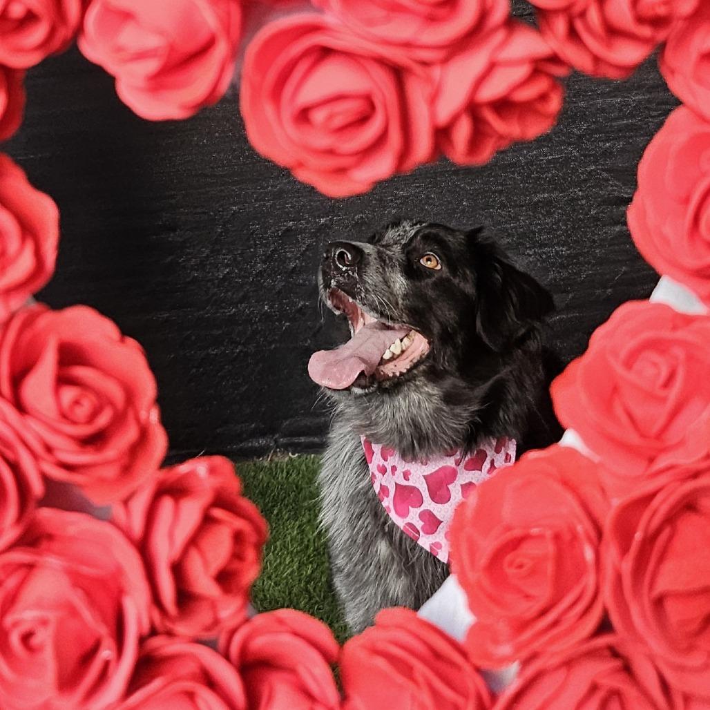 Enlarge Ophelia Dupont, a Adoptable Mixed Breed in Sonoma, CA image 2/6