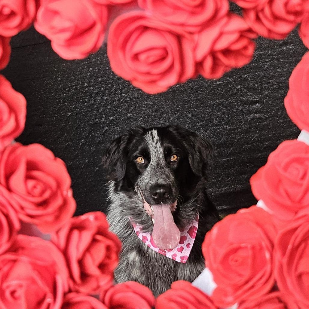 Enlarge Ophelia Dupont, a Adoptable Mixed Breed in Sonoma, CA image 3/6