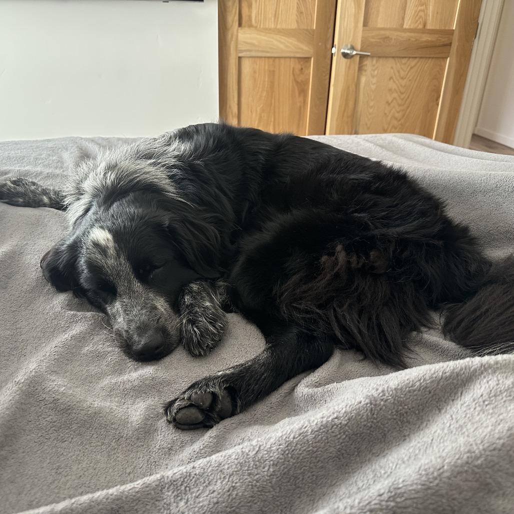 Enlarge Ophelia Dupont (In Foster), a Adoptable Mixed Breed in Sonoma, CA image 2/6