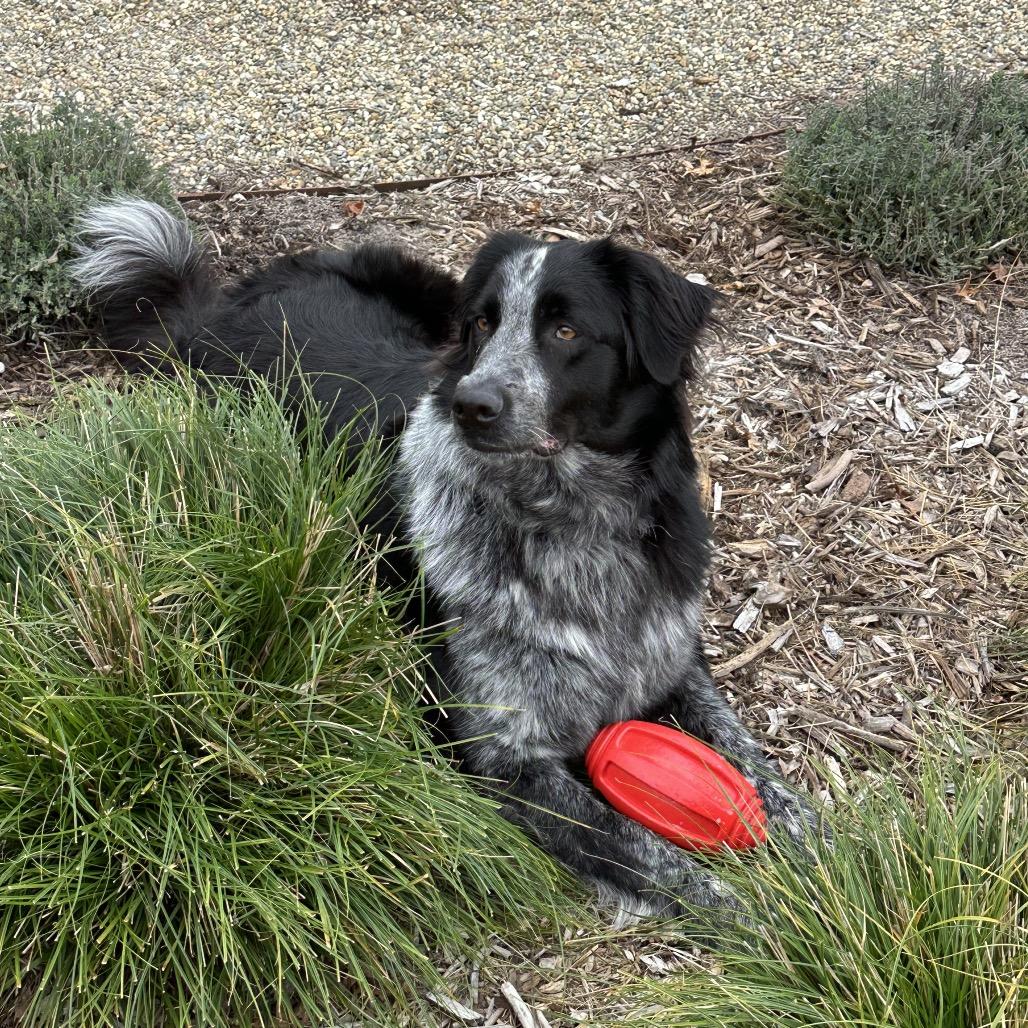 Enlarge Ophelia Dupont (In Foster), a Adoptable Mixed Breed in Sonoma, CA image 3/6