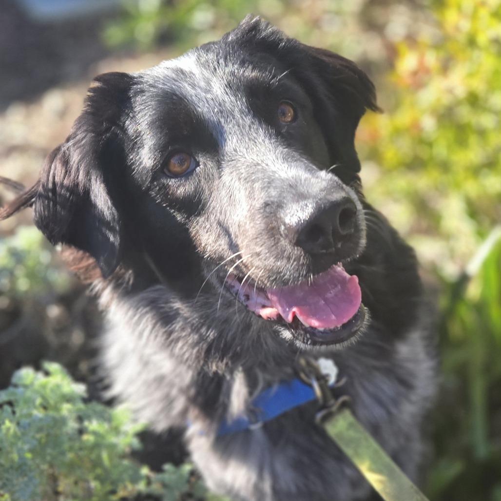 Enlarge Ophelia Dupont, a Adoptable Mixed Breed in Sonoma, CA image 4/6