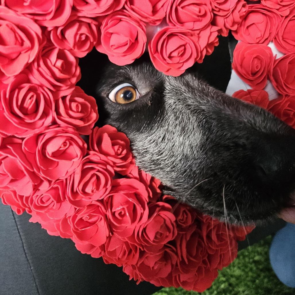 Enlarge Ophelia Dupont, a Adoptable Mixed Breed in Sonoma, CA image 5/6