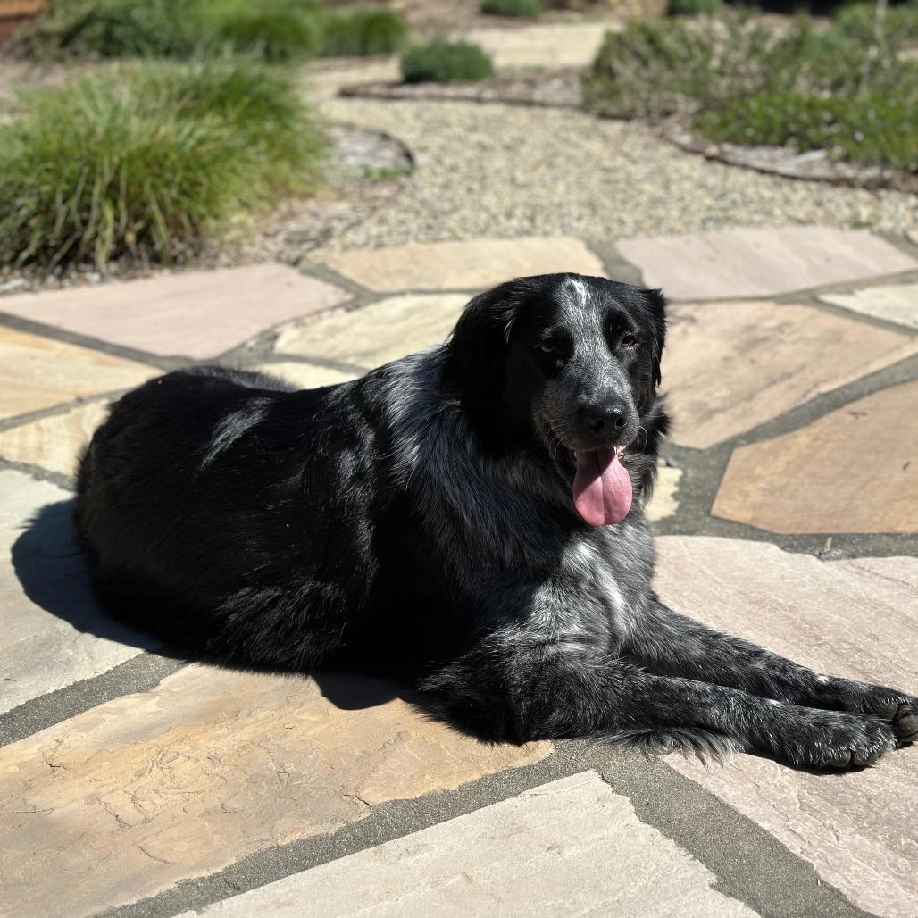 Enlarge Ophelia Dupont (In Foster), a Adoptable Mixed Breed in Sonoma, CA image 1/6