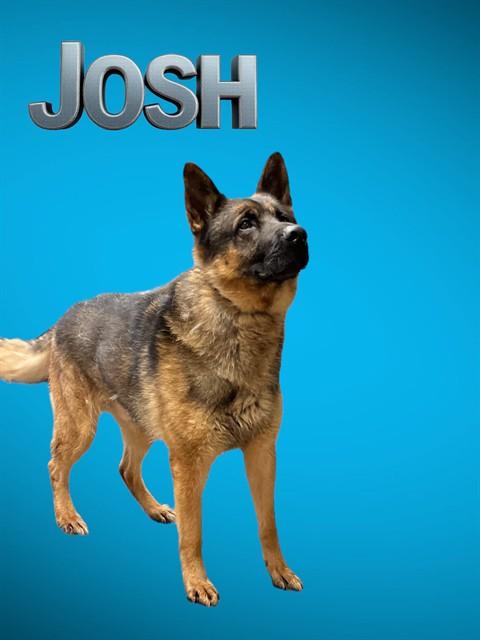 JOSH, Adoptable, Adult Male German Shepherd Dog.