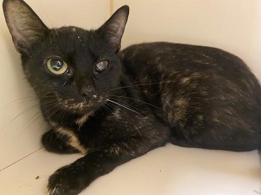 Meg, Adoptable, Adult Female Tortoiseshell.