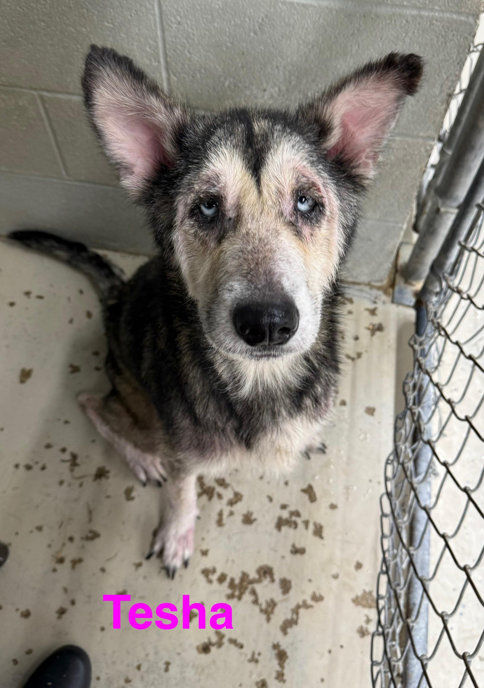 Tesha
