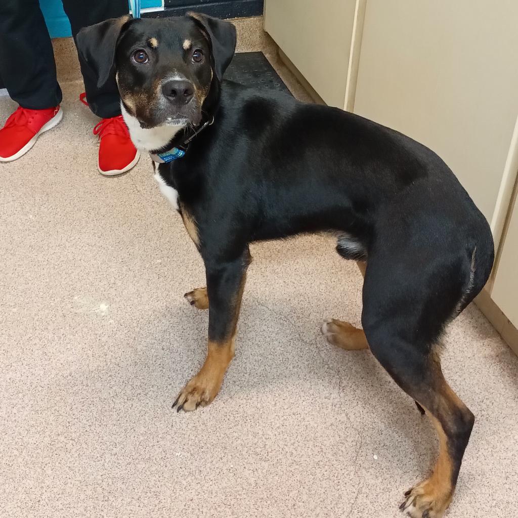 Kovu, Adoptable, Adult Male Mixed Breed & Mixed Breed.