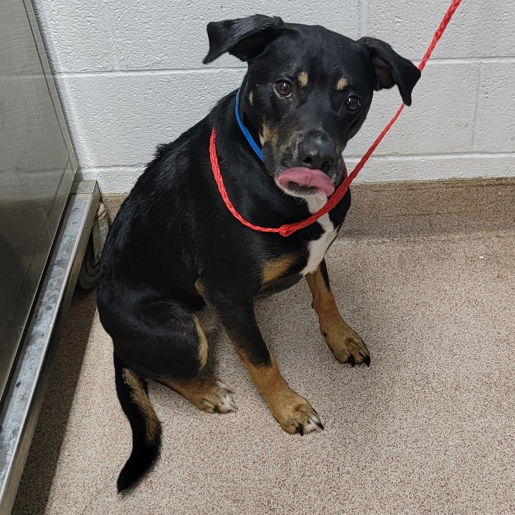 Enlarge Kovu, a Adoptable mixed breed in Ardmore, OK image 2/2