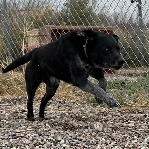 Wyatt, Adoptable, Senior Male Black Labrador Retriever & Australian Kelpie.