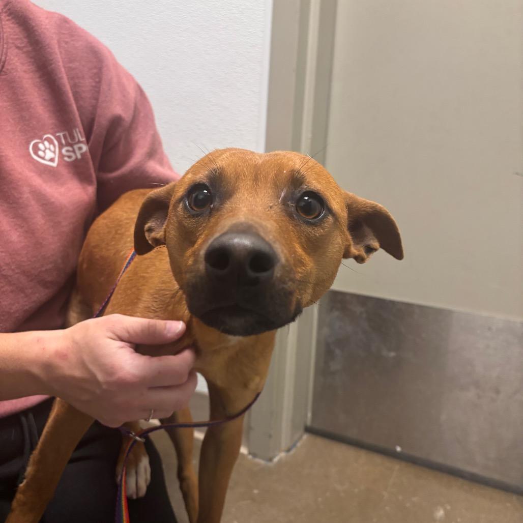 Enlarge Dwight, a Adoptable Mixed Breed in Tulsa, OK image 1/6