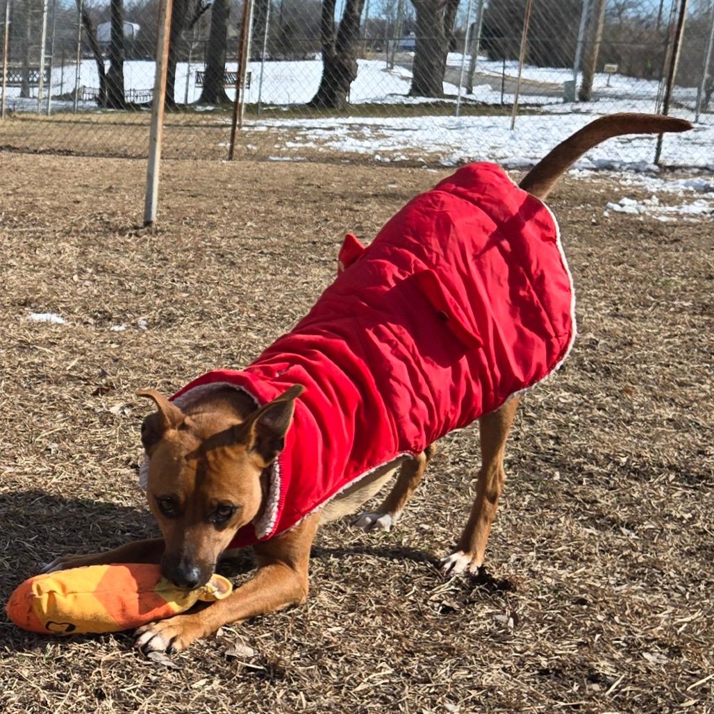 Enlarge Dwight, a Adoptable Mixed Breed in Tulsa, OK image 2/6