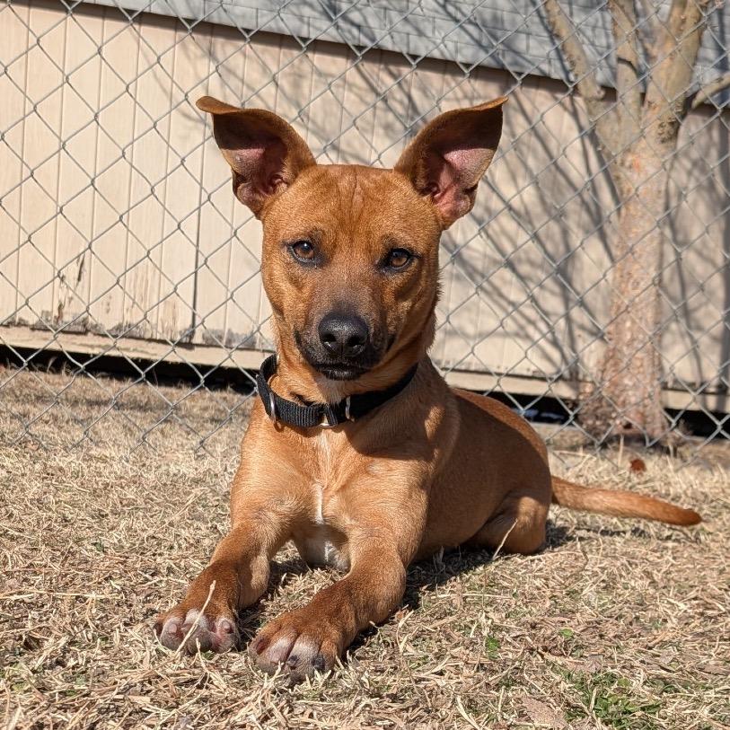 Enlarge Dwight, a Adoptable Mixed Breed in Tulsa, OK image 3/6