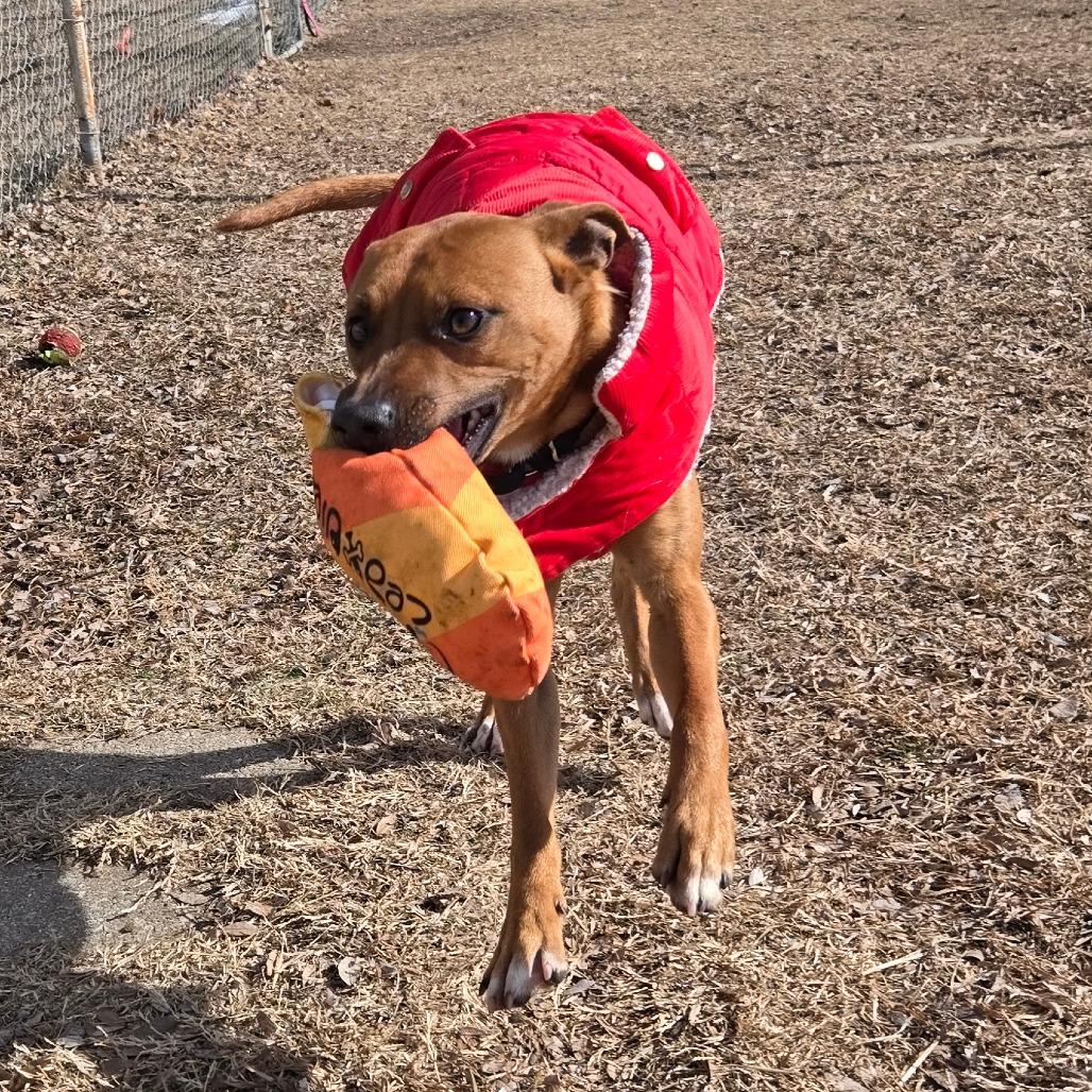 Enlarge Dwight, a Adoptable Mixed Breed in Tulsa, OK image 4/6
